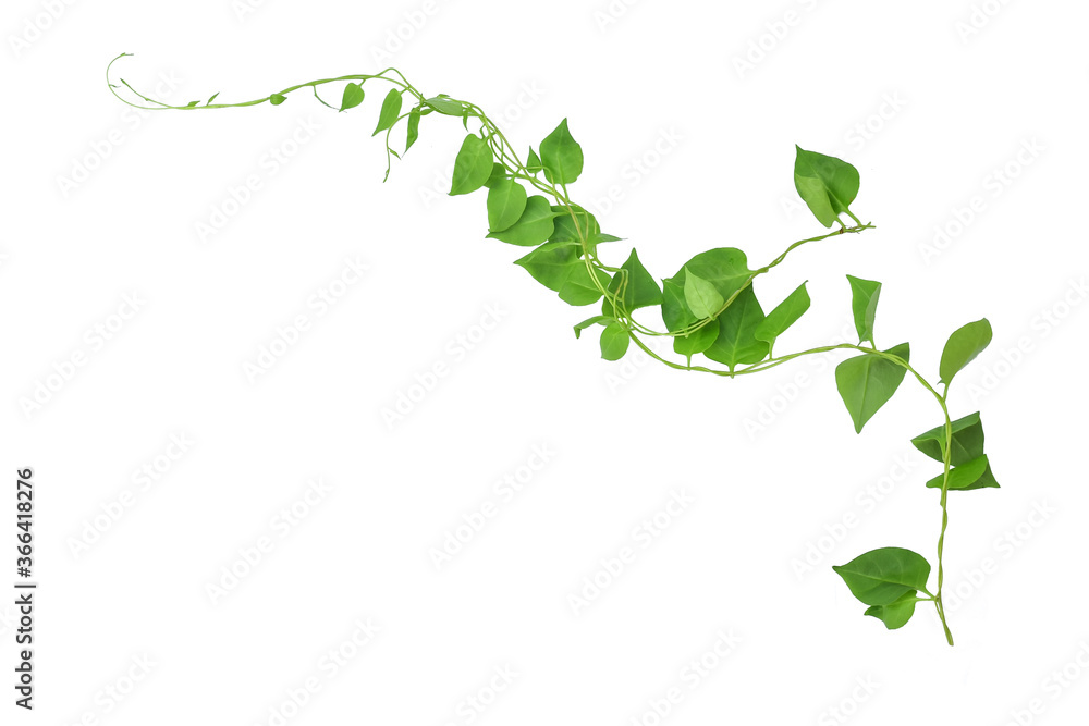 Heart shaped green leaves climbing vines ivy of cowslip creeper (Telosma cordata) the creeper forest plant growing in wild isolated on white background, clipping path included. - obrazy, fototapety, plakaty 