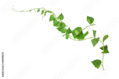 Murais de parede Heart shaped green leaves climbing vines ivy of cowslip creeper (Telosma cordata) the creeper forest plant growing in wild isolated on white background, clipping path included