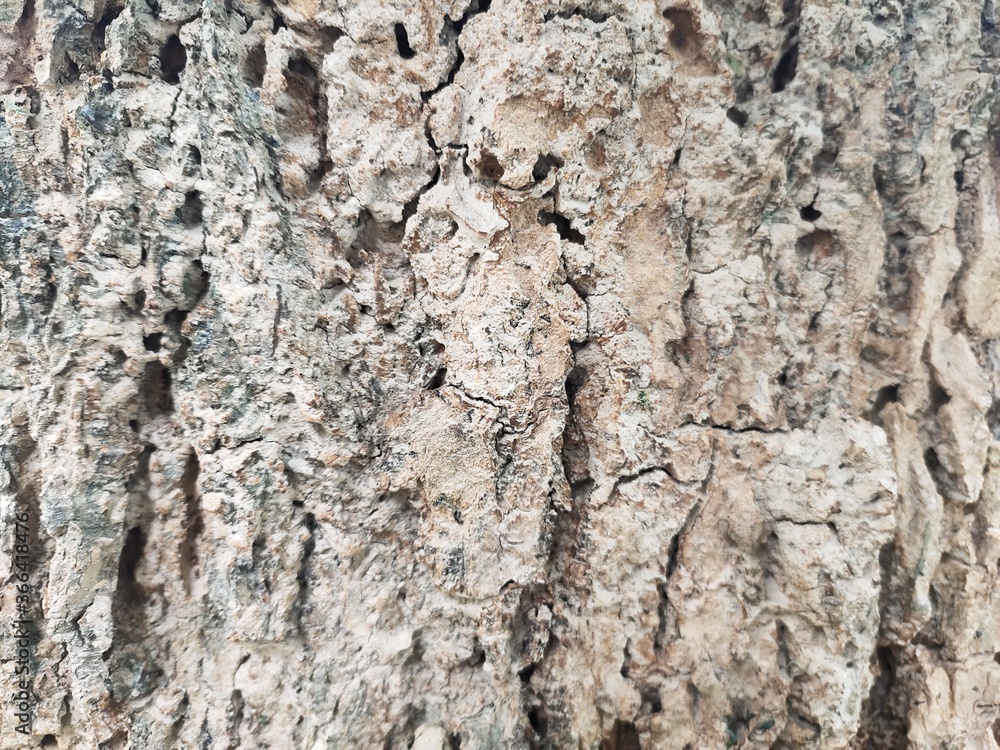 tree bark texture tree bark texture