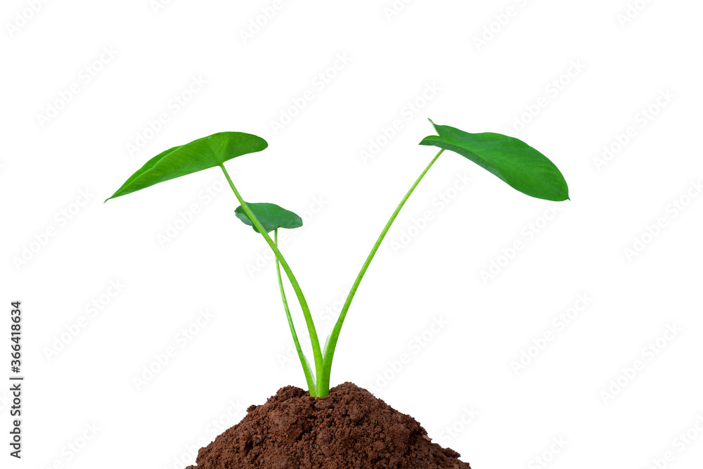 young tree growing from the rich soil isolated on white background young tree growing from the rich soil isolated on white background