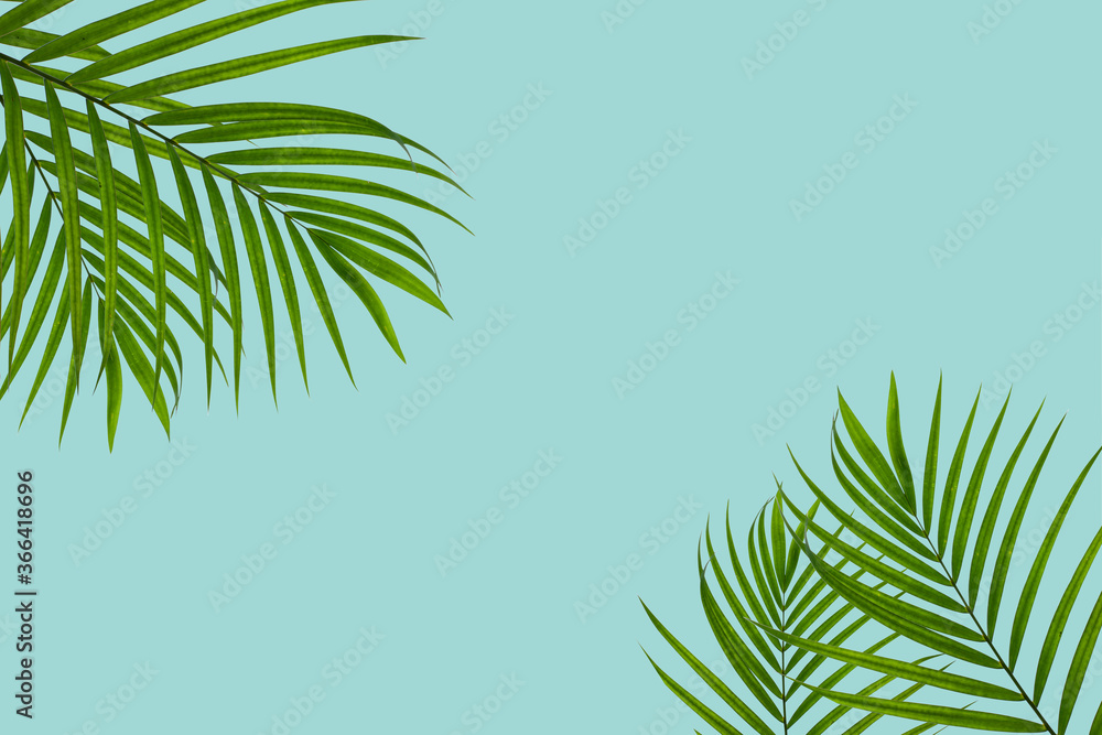 top view of tropical palm leaf on blue color background. minimal summer concept. flat lay
