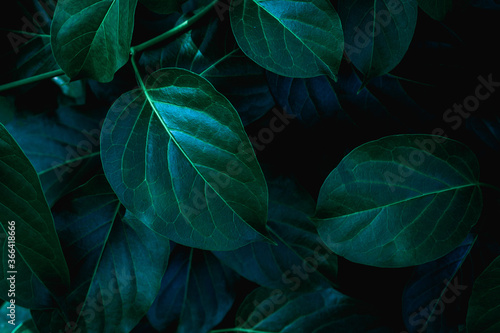 abstract green leaf texture  closeup nature background  tropical leaf