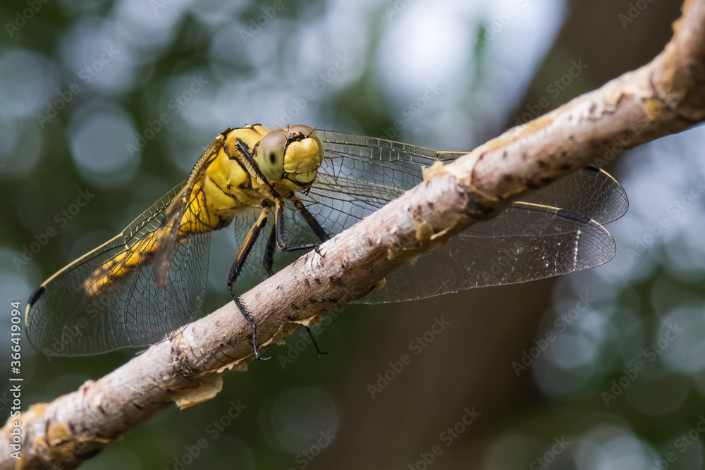 A Yellow Dragonfly Resting on a Tree Branch A Yellow Dragonfly Resting on a Tree Branch