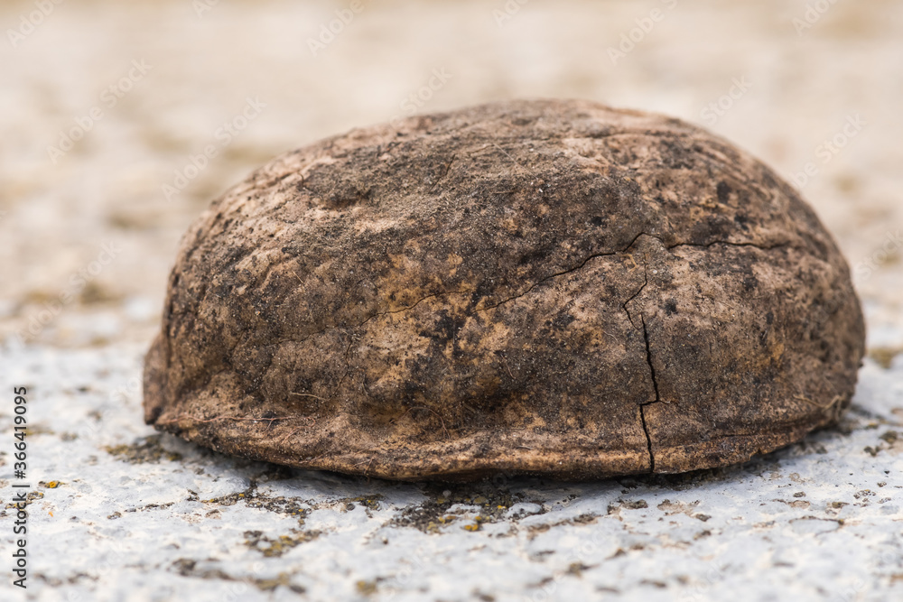 Beautiful Macro View of a Nutshell Half Fallen on a Rock Beautiful Macro View of a Nutshell Half Fallen on a Rock
