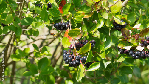 Aronia melanocarpa | Aronie à fruits noirs, arbuste buissonnant au feuillage oval, finement denté vert clair à foncé, fructification globuleuse noir violacé et retombante photo