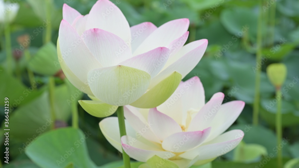 Obraz premium 蓮の花