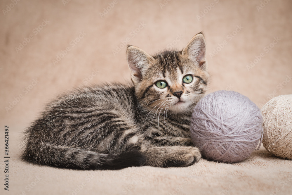 Cute tabby kitten with balls of wool yarn look at the camera