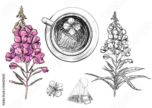 Detailed hand drawn black and white, color illustration set of rosebay willow-herb, tea cup. sketch. Vector. Elements in graphic style blooming sally label, card, sticker, menu, package. willow herb.