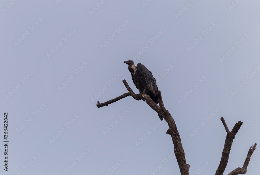 Critically Endangered White Rumped Vulture Critically Endangered White Rumped Vulture