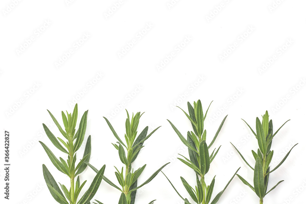 Fresh green rosemary isolated on white, top view. Aromatic herb. Fresh green rosemary isolated on white, top view. Aromatic herb.
