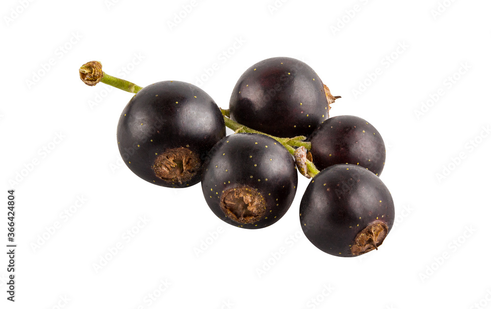 Black currant isolated on white background with clipping path Black currant isolated on white background with clipping path