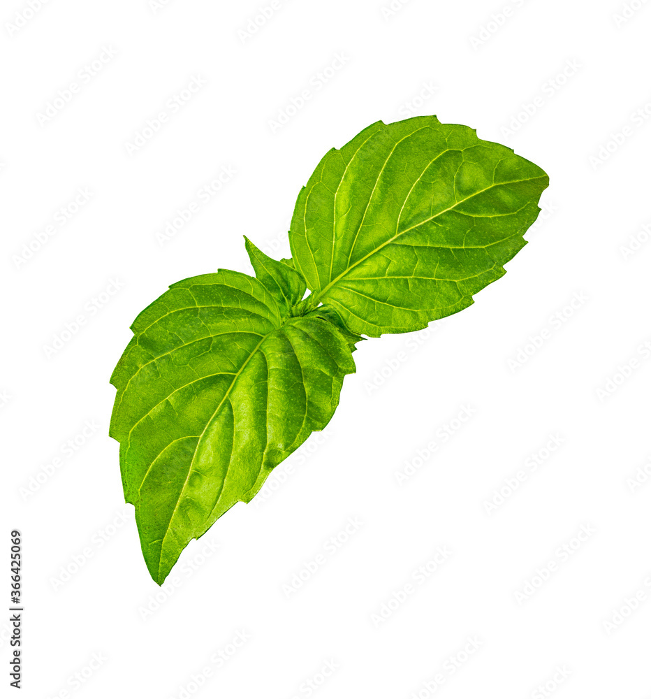 Basil leaf isolated on white background Basil leaf isolated on white background