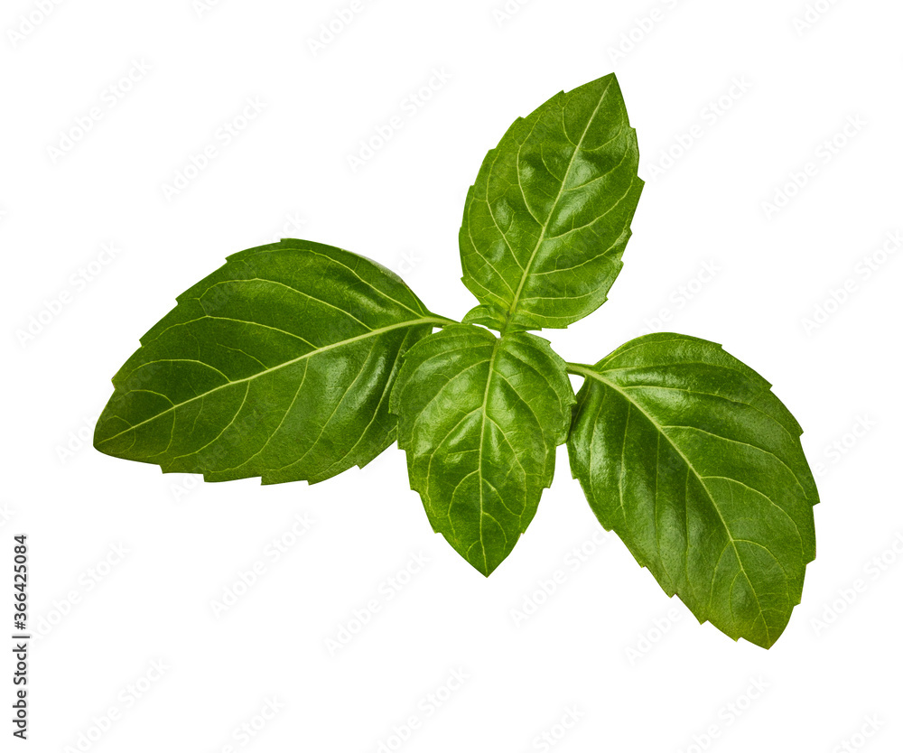 Basil leaf isolated on white background Basil leaf isolated on white background