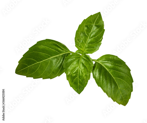 Basil leaf isolated on white background