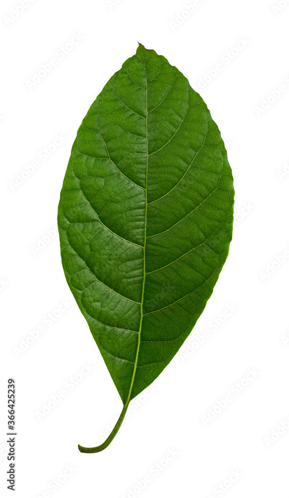 Mango leaf isolated on white background Mango leaf isolated on white background