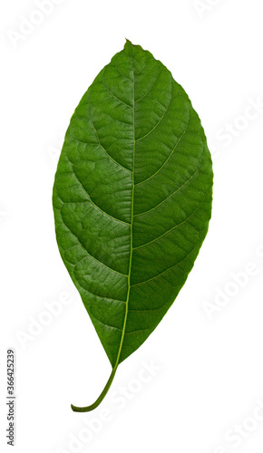 Mango leaf isolated on white background