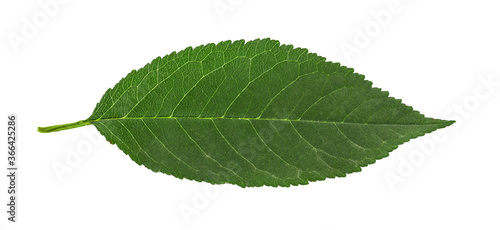 Cherry leaf isolated on white background