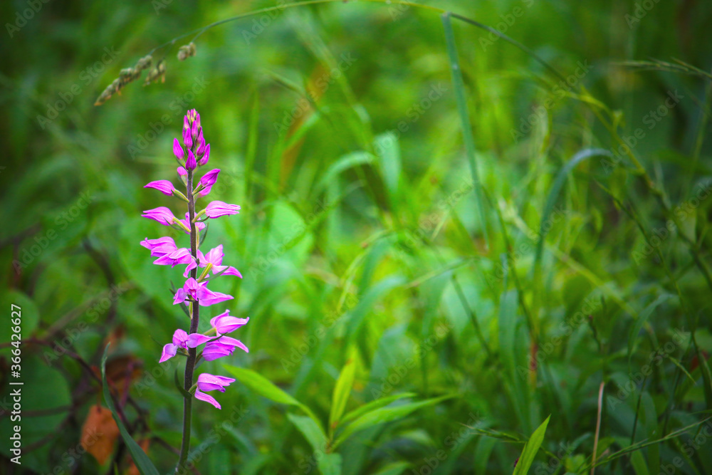 European wild orchid Red Helleborine (Cephalanthera rubra) growing in the Kaiserstuhl hills in Southwest Germany European wild orchid Red Helleborine (Cephalanthera rubra) growing in the Kaiserstuhl hills in Southwest Germany