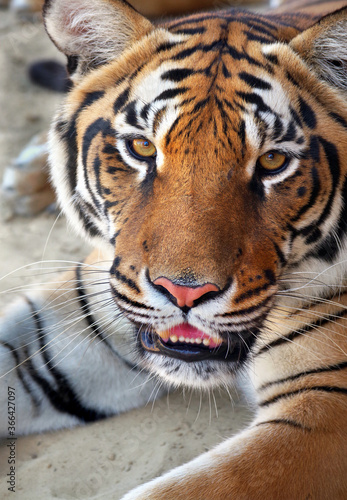 Amur tiger portrait. Tiger face. Panthera tigris altaica.