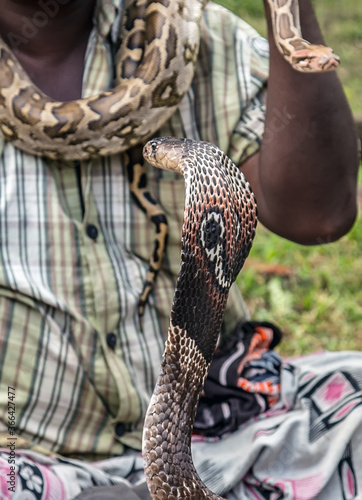 Фотография King Cobra Snake. Snake charmer mystical indian fakir