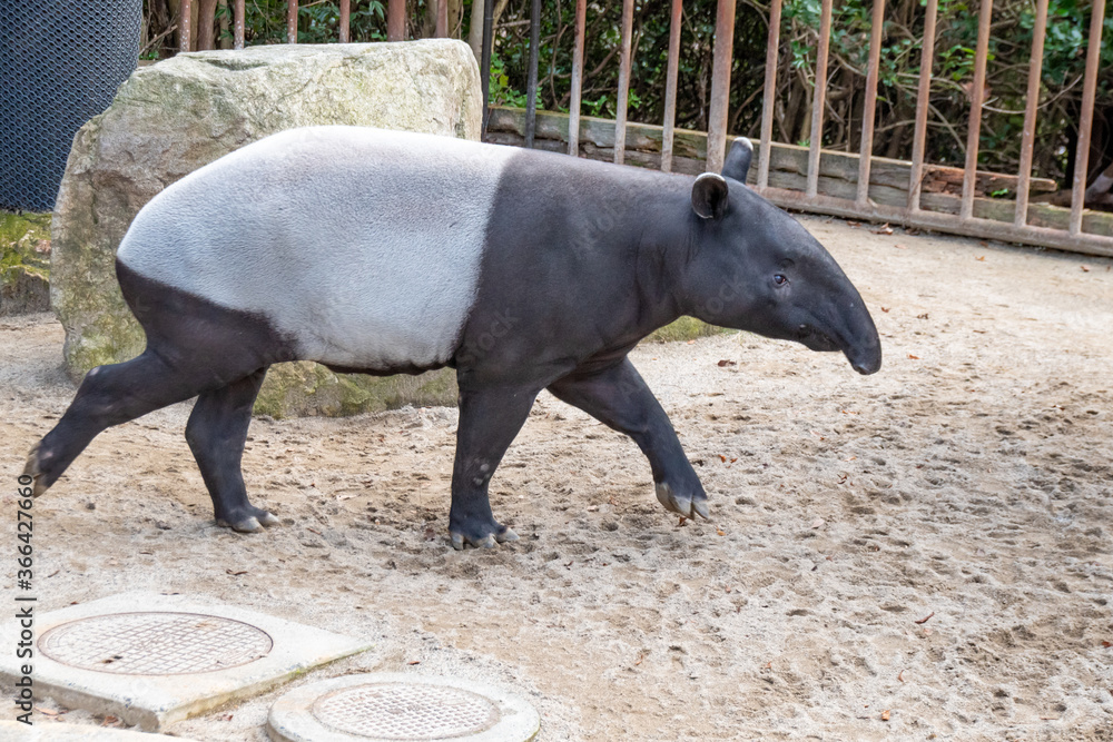 小走りするマレーバク　A Malayan Tapir trotting on the ground