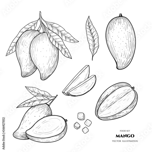 Vector mango hand drawn sketch. Food illustration. Vintage style