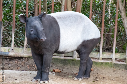 マレーバクの全身　Whole body of a Malayan Tapir isolated photo