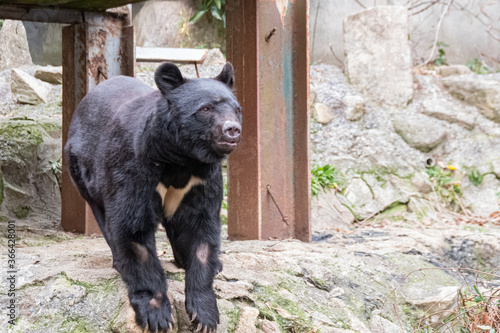 ニホンツキノワグマ（ニッポンツキノワグマ）　Japanese black bear, Ursus thibetanus japonicus photo