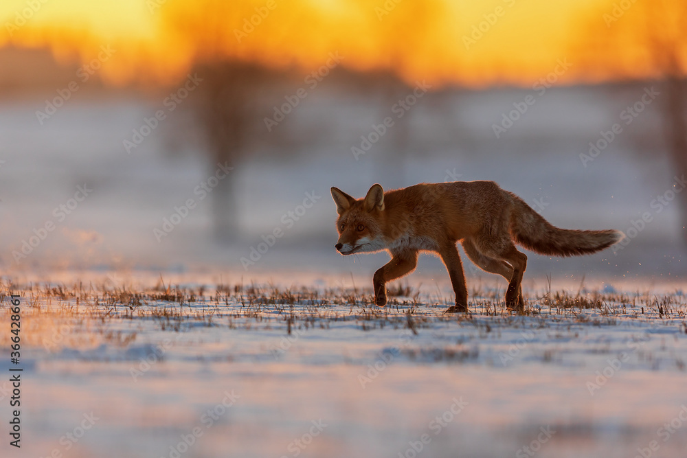 red fox (Vulpes vulpes) crossing a field with snow early in the morning at dawn red fox (Vulpes vulpes) crossing a field with snow early in the morning at dawn