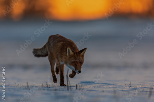 red fox (Vulpes vulpes)i close up at sunrise in the snow