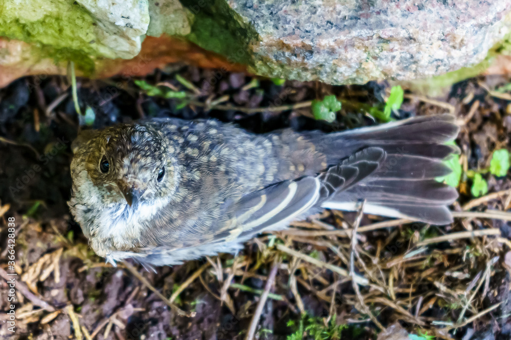 Baby Thrush bird sits and looks close-up