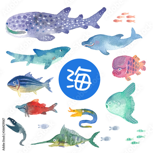 海のなかまたち１