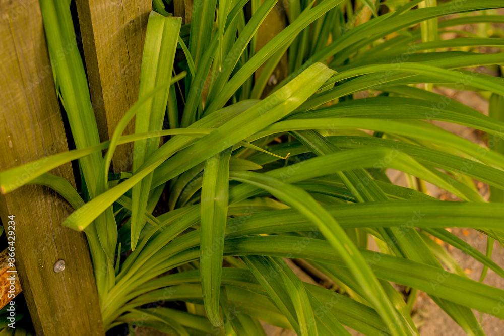 Obraz premium Green tropical plant close-up. Abstract natural floral background Selective focus