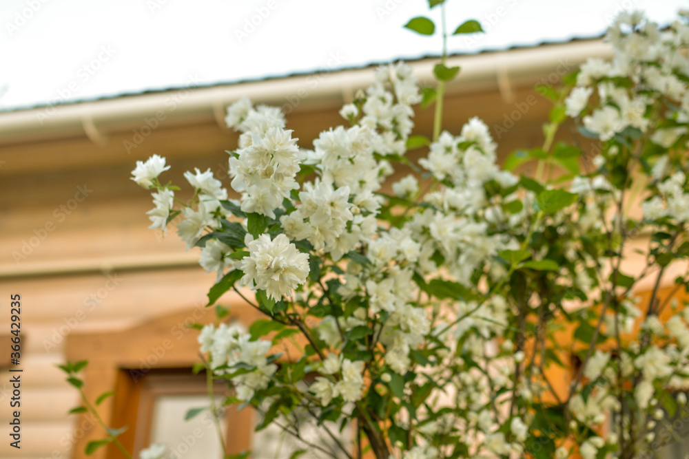 Fototapeta premium bush of white jasmine in the garden on the background of the house