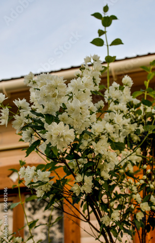 bush of white jasmine in the garden on the background of the house