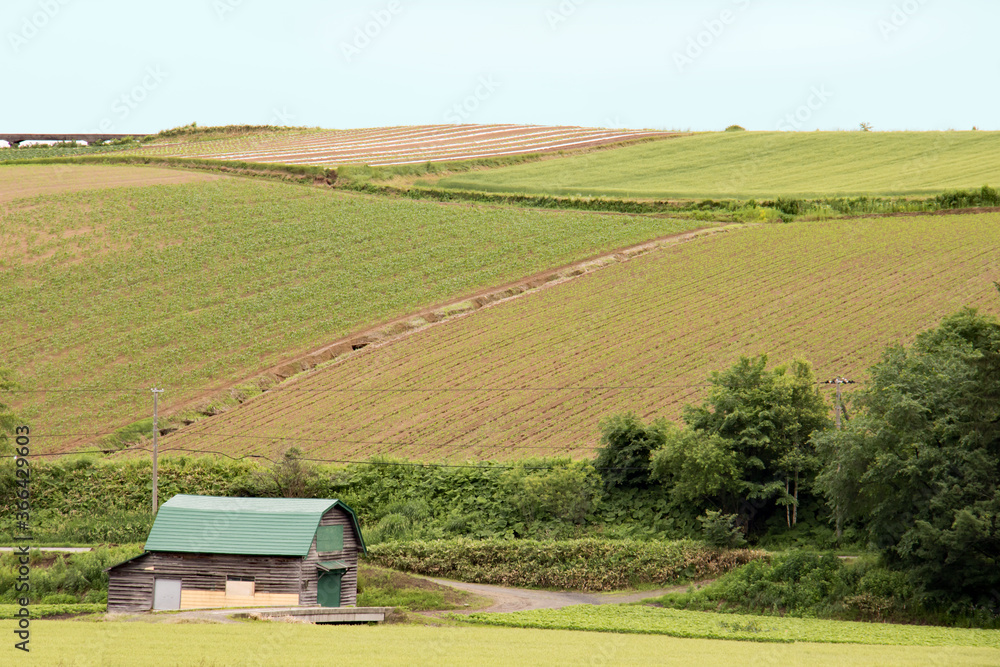 Obraz premium 北海道美瑛の風景 なだらかな丘