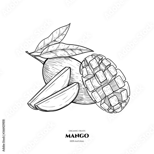 Vector background with mango. Hand drawn. Vintage style