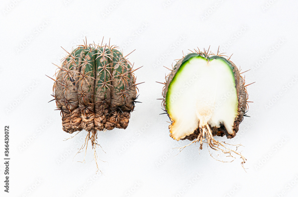 Cactus disease dry root rot caused by fungi, half cut fungi infected Gymnocalycium cactus Cactus disease dry root rot caused by fungi, half cut fungi infected Gymnocalycium cactus