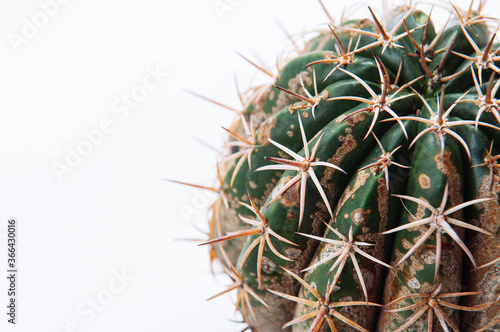 Cactus disease dry root rot caused by fungi, severe damage fungi infected Gymnocalycium cactus