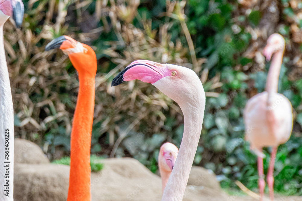 Obraz premium フラミンゴの顔のアップ Closed-up face of flammingo