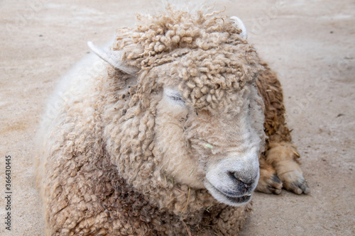 スヤスヤと眠る羊 Sleeping sheep on the ground