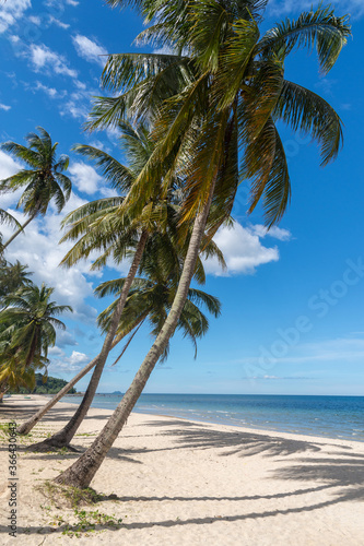 Sandy beach with palm and turquoise sea. Summer vacation and travel concept.