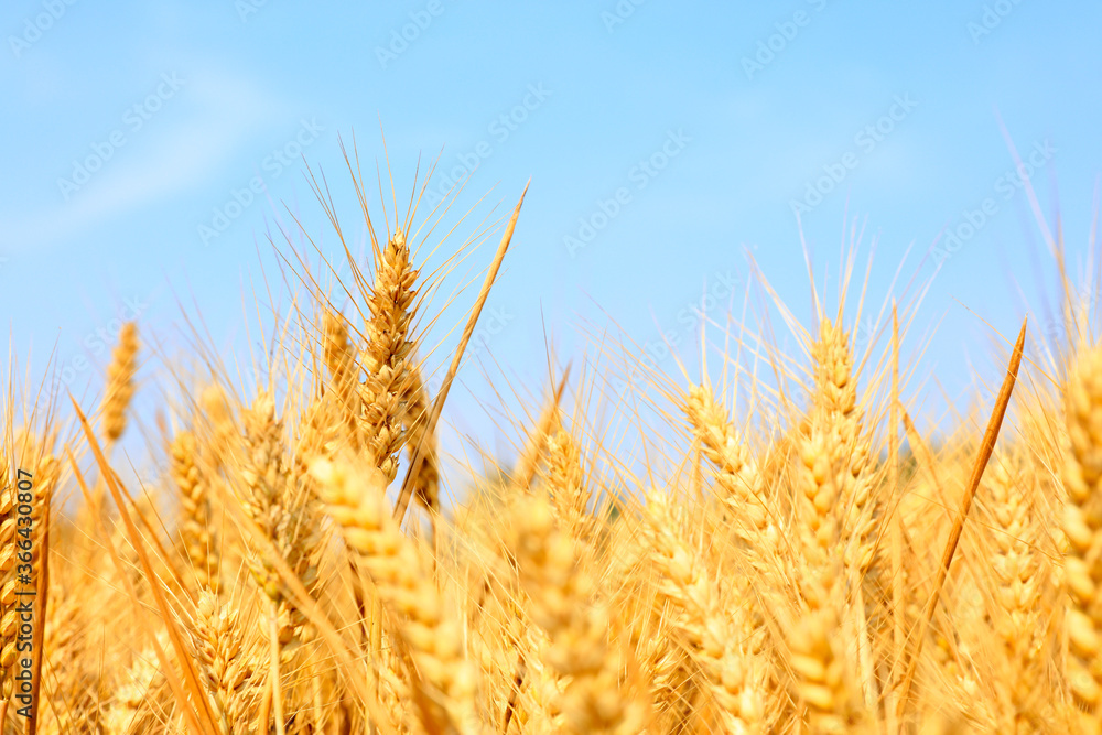 The mature wheat The mature wheat
