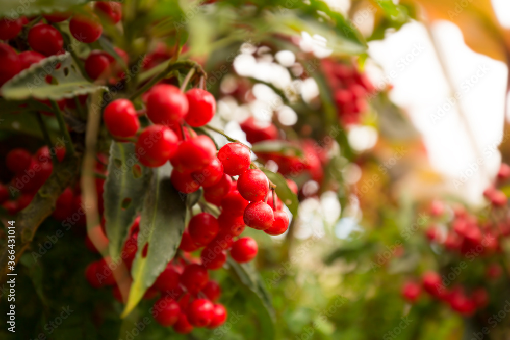 red berries on a bush red berries on a bush