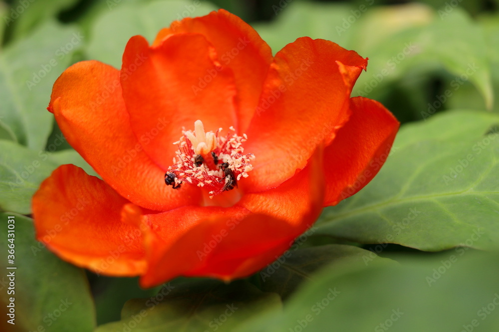 A bright orange flower of Rose cactus or Wax Rose blooming with insect inside and green leaves background. Another name is Bastard rose or Pereskia. A bright orange flower of Rose cactus or Wax Rose blooming with insect inside and green leaves background. Another name is Bastard rose or Pereskia.