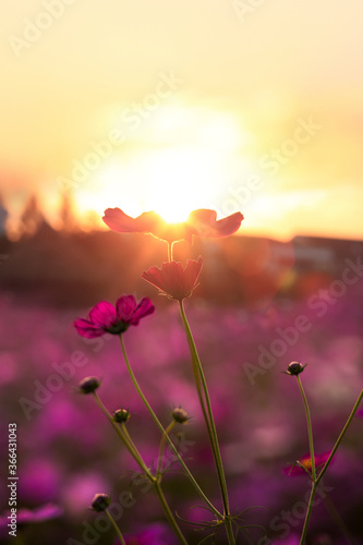 Fototapeta Naklejka Na Ścianę i Meble -  cosmos flowers in sunset