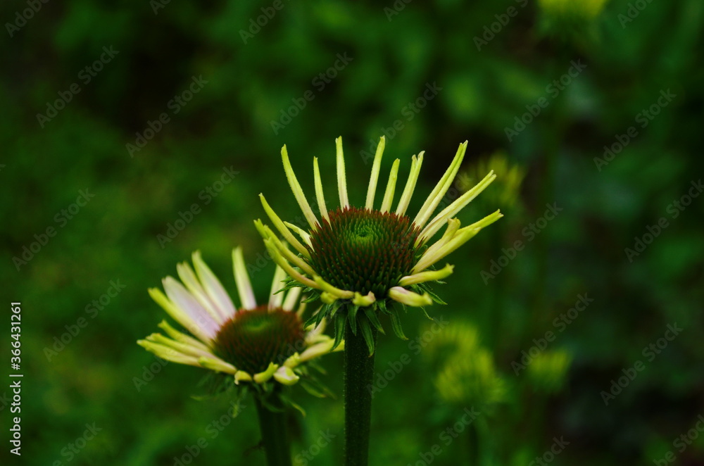Coneflower, Echinacea angustifolia in the garden Coneflower, Echinacea angustifolia in the garden