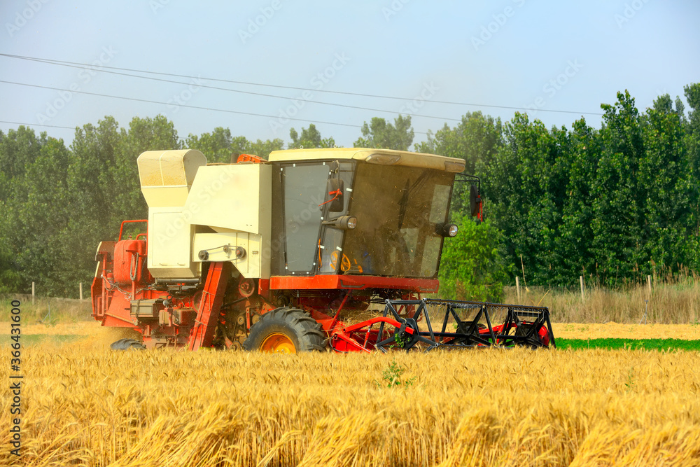 Fototapeta premium combine harvester working on a wheat field