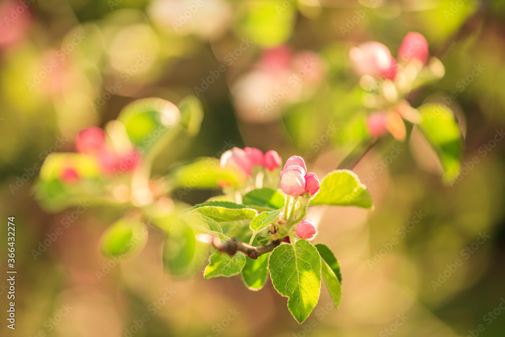 Branches of a blossoming apple-tree against the blue sky Branches of a blossoming apple-tree against the blue sky
