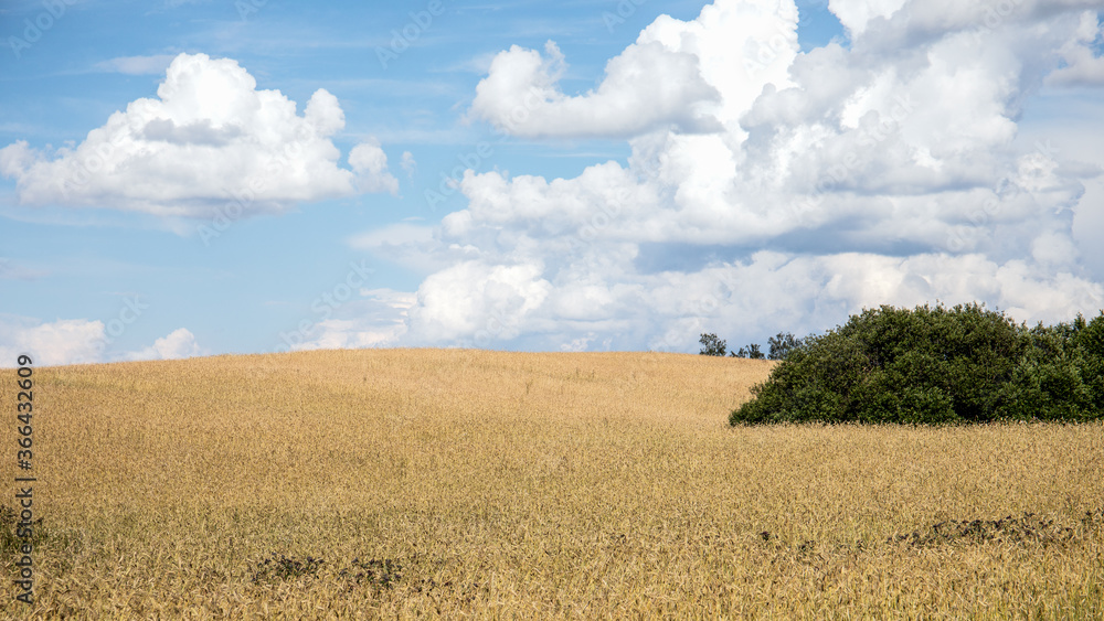 Golden rye field on hot summer day. Agriculture, cultivation of grains Golden rye field on hot summer day. Agriculture, cultivation of grains